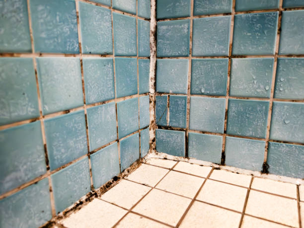 Environmental Consulting for Mold Prevention in St Vincent College, PA